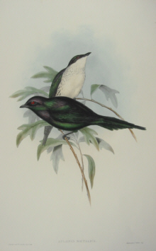 John Gould Birds of Australia